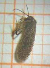 Psectra diptera