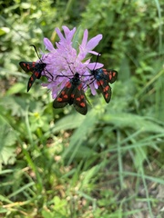 Zygaena viciae
