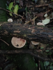 Scytinotus longinquus