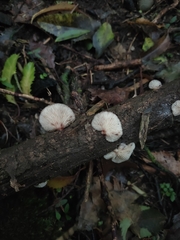 Scytinotus longinquus