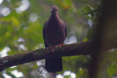 Columba torringtoniae