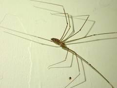 Smeringopus natalensis