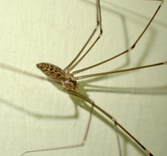 Smeringopus natalensis