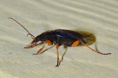 Chlaenius laticollis