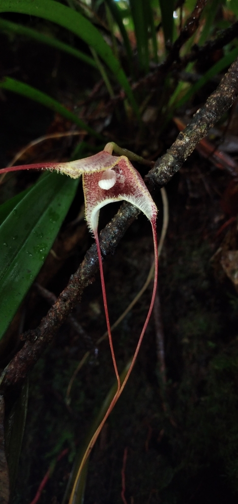 Dracula erythrochaete