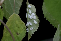 Pulvinaria hydrangeae