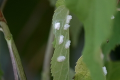 Pulvinaria hydrangeae
