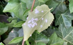 Pulvinaria hydrangeae