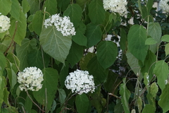 Pulvinaria hydrangeae