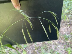 Bromus ramosus