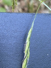 Bromus ramosus