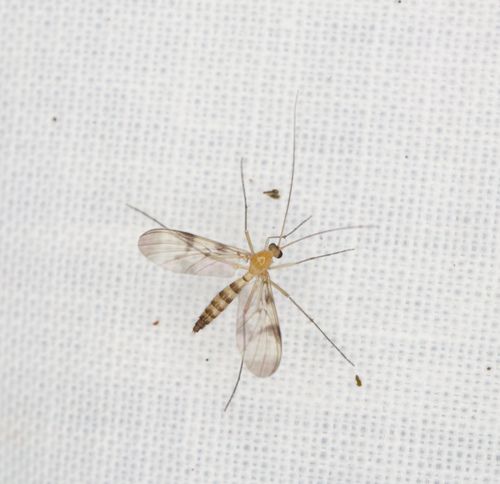 Macrocera angulata