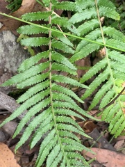 Blechnum parrisiae