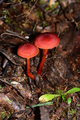 Cortinarius persplendidus