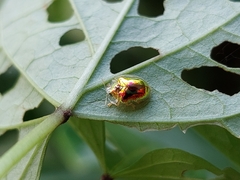 Charidotella zona