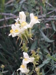 Linaria acutiloba