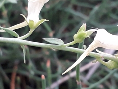 Linaria acutiloba