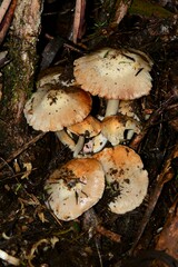 Cortinarius memoria-annae