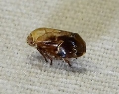 Clastoptera achatina