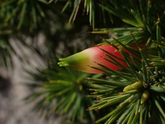 Stenanthera pinifolia