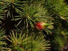Stenanthera pinifolia