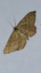 Idaea serpentata