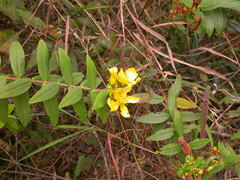 Hypericum quartinianum