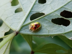 Charidotella zona