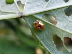 Charidotella zona