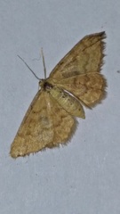 Idaea serpentata