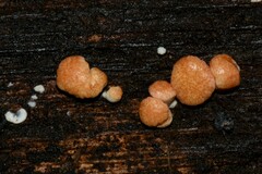 Trichoderma paraviridescens