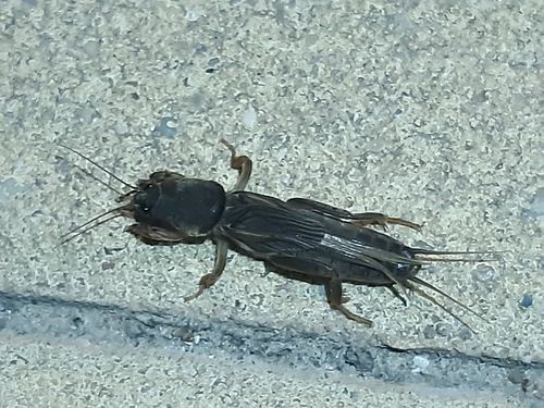 African Molecricket photo 5