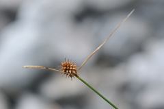 Carex flava