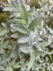Salix lapponum