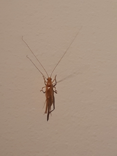 Reed Cricket