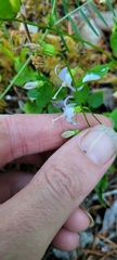Campanula scouleri