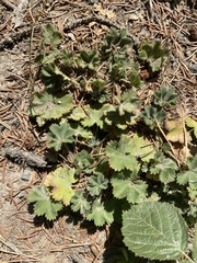 Alchemilla glaucescens
