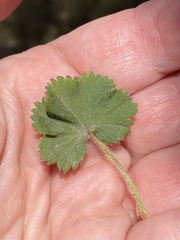 Alchemilla glaucescens