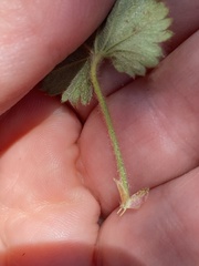 Alchemilla glaucescens
