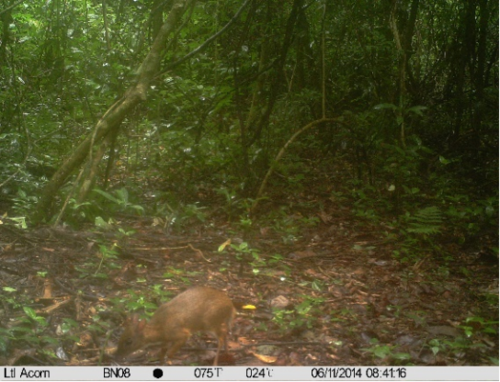 Williamson's Chevrotain (Tragulus williamsoni) — Data Deficient Mammalia