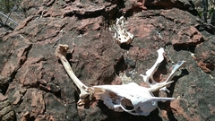 Oreotragus oreotragus