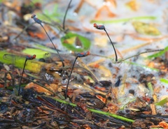 Neoneura aaroni