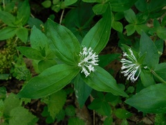 Asperula taurina