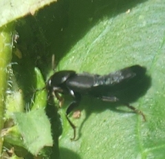 Tasgius ater