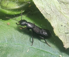 Tasgius ater