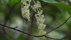 Homalium cochinchinense