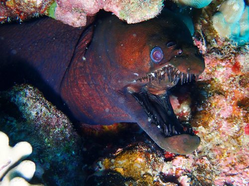 Viper moray (Enchelynassa canina) — Muraenidae