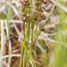 Scheuchzeria palustris - Photo (c) Jukka Jantunen, algunos derechos reservados (CC BY-NC), subido por Jukka Jantunen