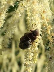 Araeopidius monachus