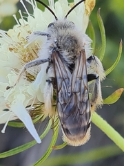 Dasypoda argentata